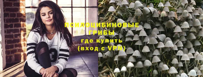 Псилоцибиновые грибы Psilocybe  купить наркотик  Камбарка 